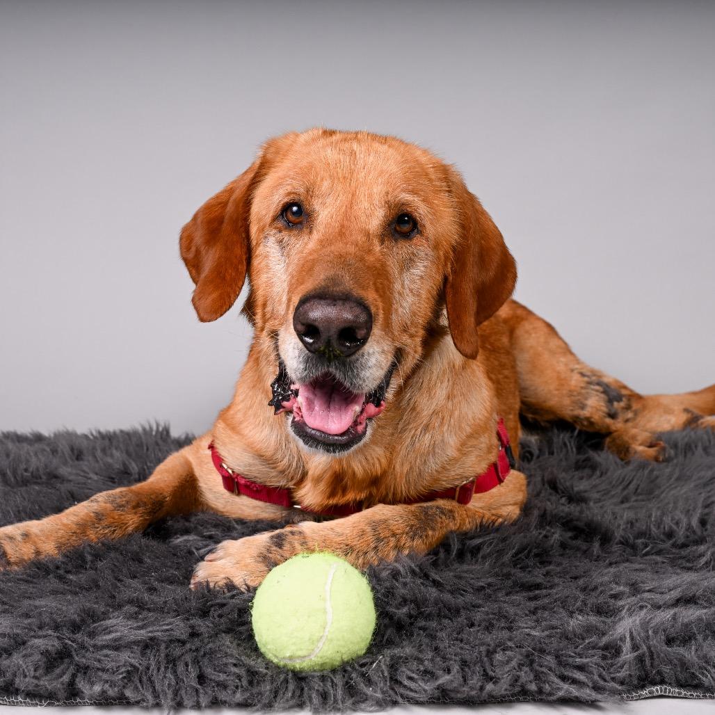 Chewy, Adoptable, Adult Male Labrador Retriever.
