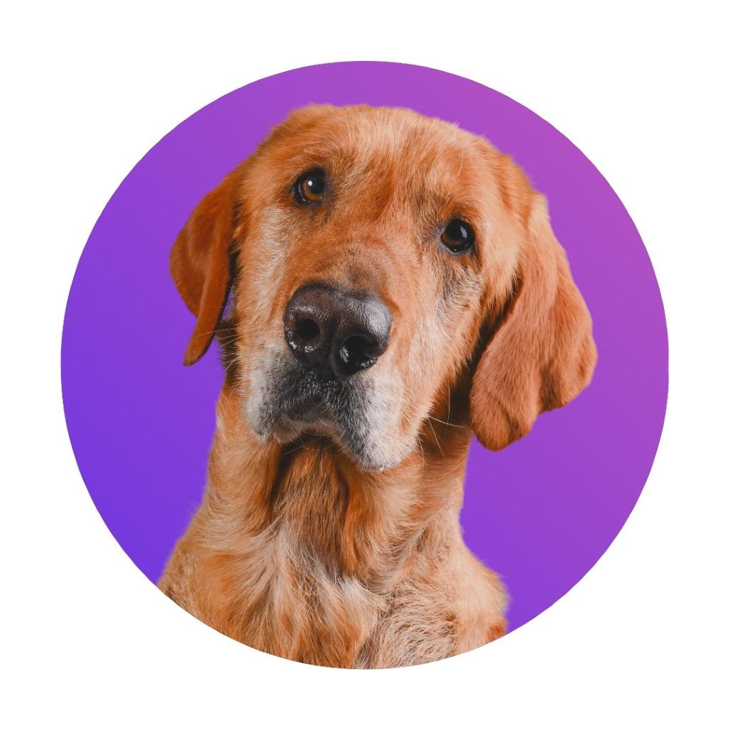 Chewy, a Adoptable Labrador Retriever in Pacific Grove, CA image 2/6