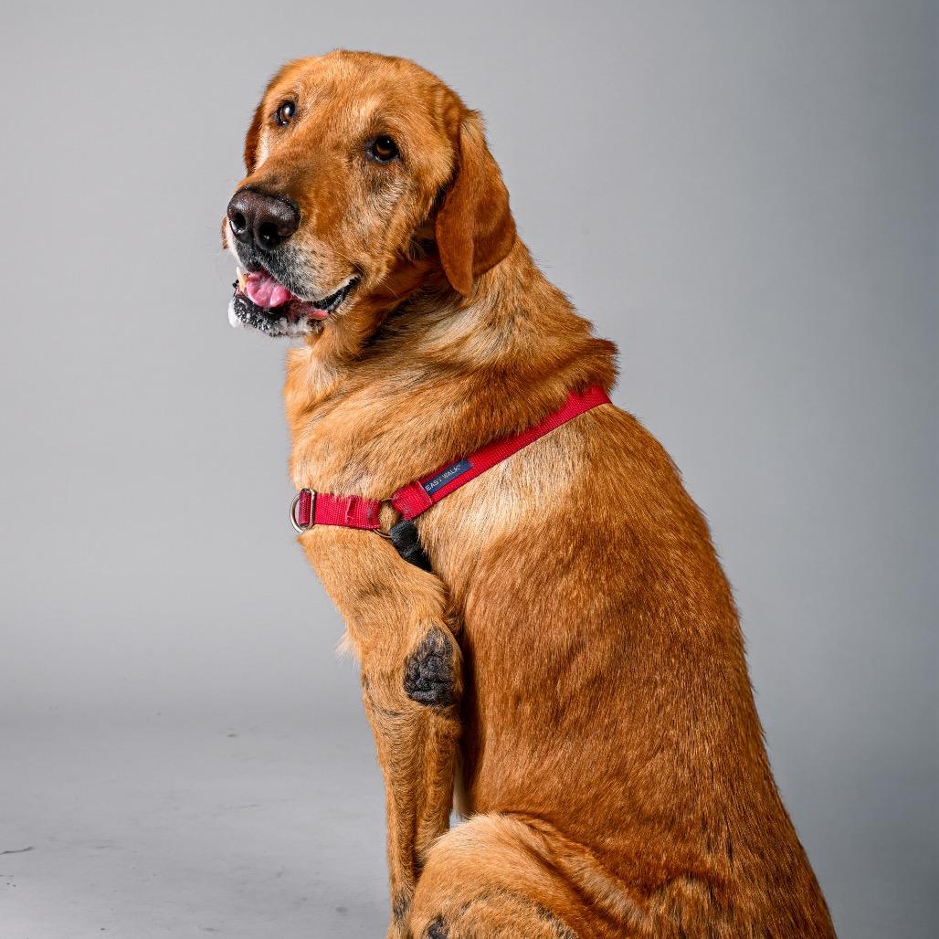 Chewy, a Adoptable Labrador Retriever in Pacific Grove, CA image 3/6