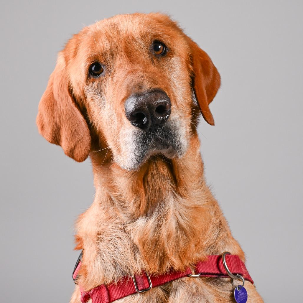 Chewy, a Adoptable Labrador Retriever in Pacific Grove, CA image 4/6
