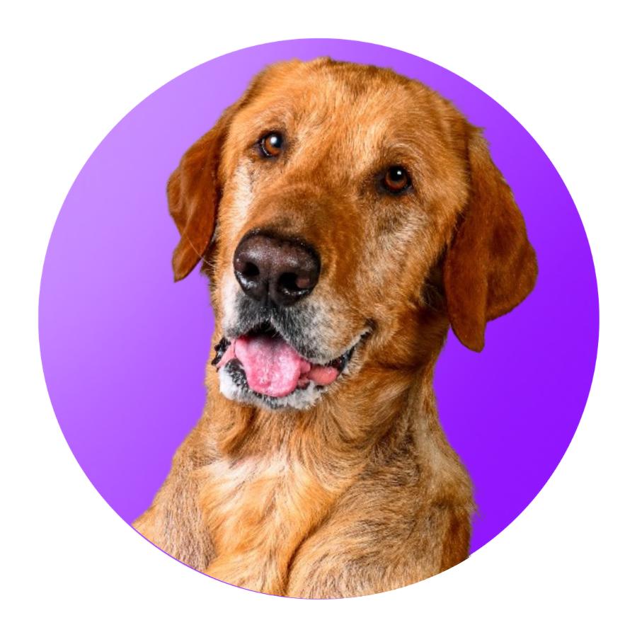 Chewy, a Adoptable Labrador Retriever in Pacific Grove, CA image 5/6