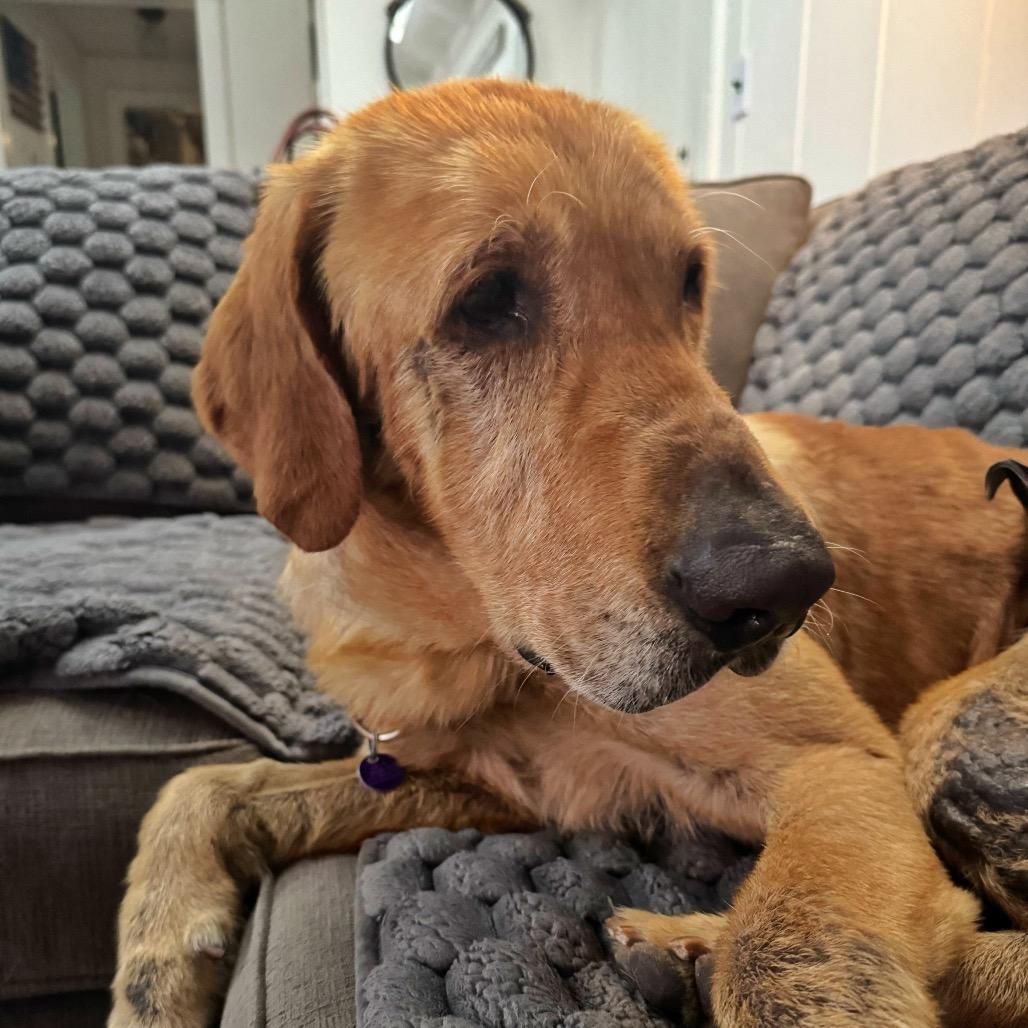 Chewy, a Adoptable Labrador Retriever in Pacific Grove, CA image 6/6