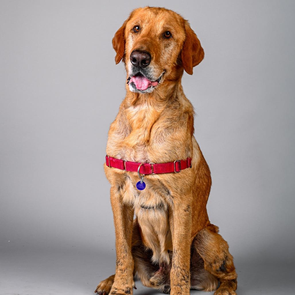 Enlarge Chewy, a Adoptable Labrador Retriever in Pacific Grove, CA image 5/6