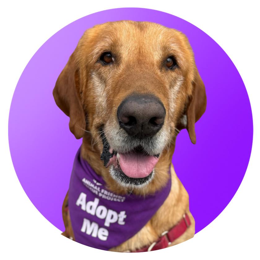Enlarge Chewy, a Adoptable Labrador Retriever in Pacific Grove, CA image 6/6