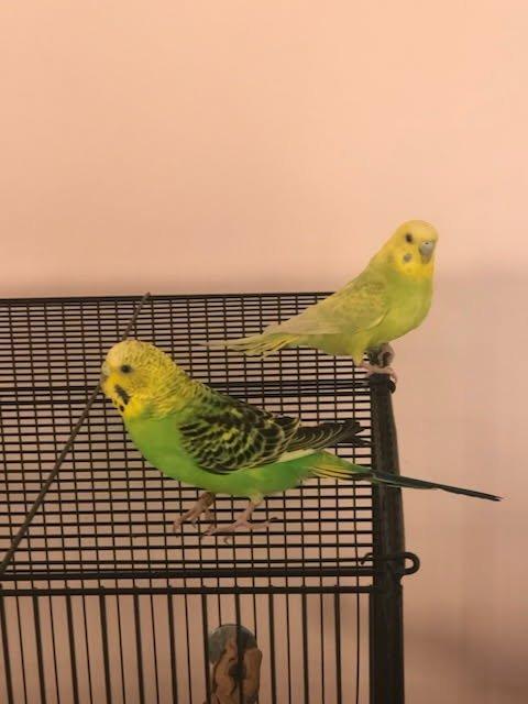 Blue & Willow, Adoptable, Adult Unknown Budgie / Budgerigar.