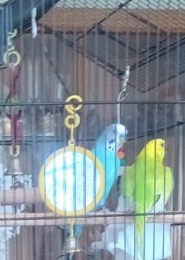 Blue & Willow, a Adoptable Budgie / Budgerigar in Salt Lake City, UT image 2/2