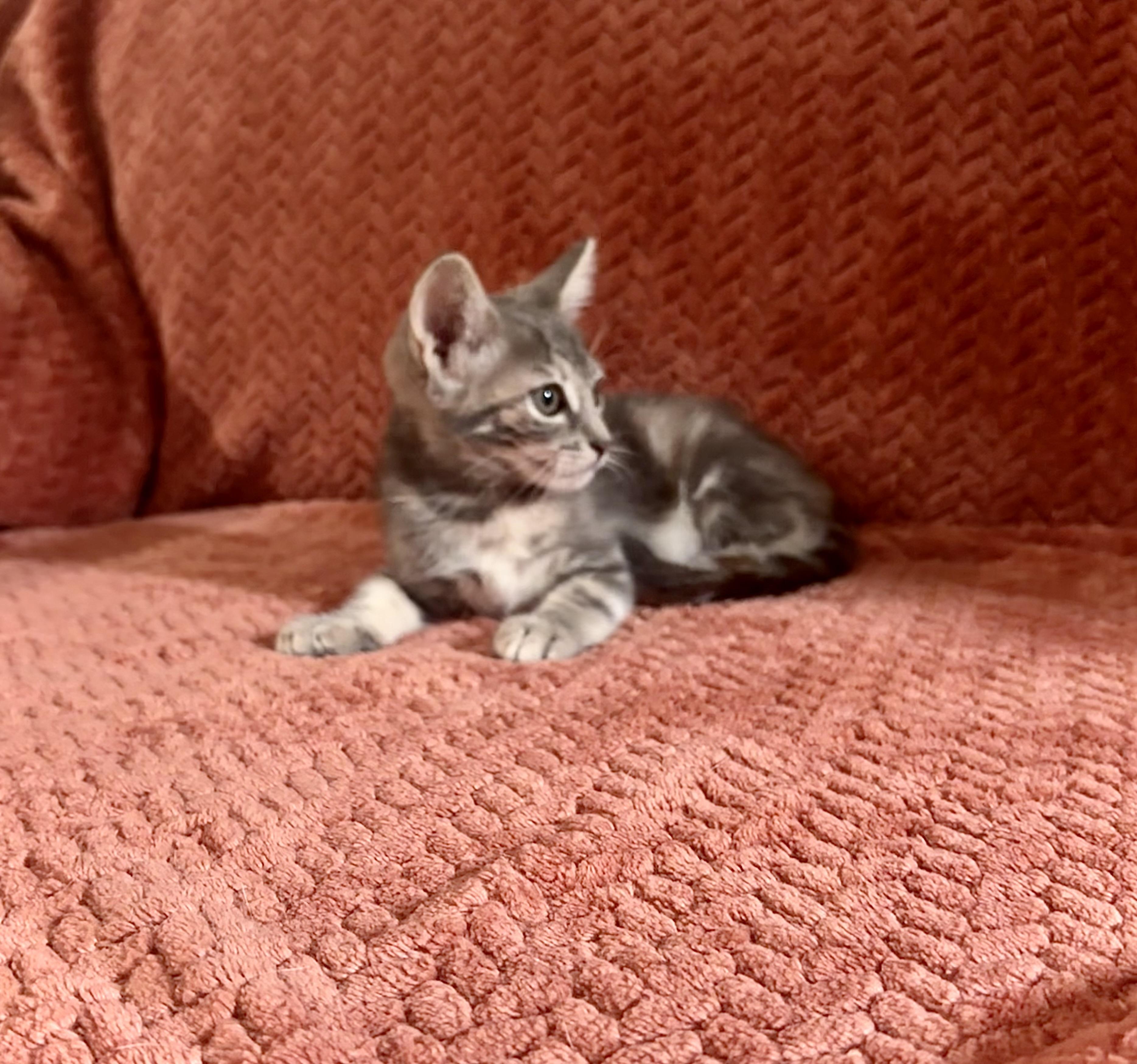 Enlarge Dee, an adopted Domestic Short Hair in Wildomar, CA image 1/5