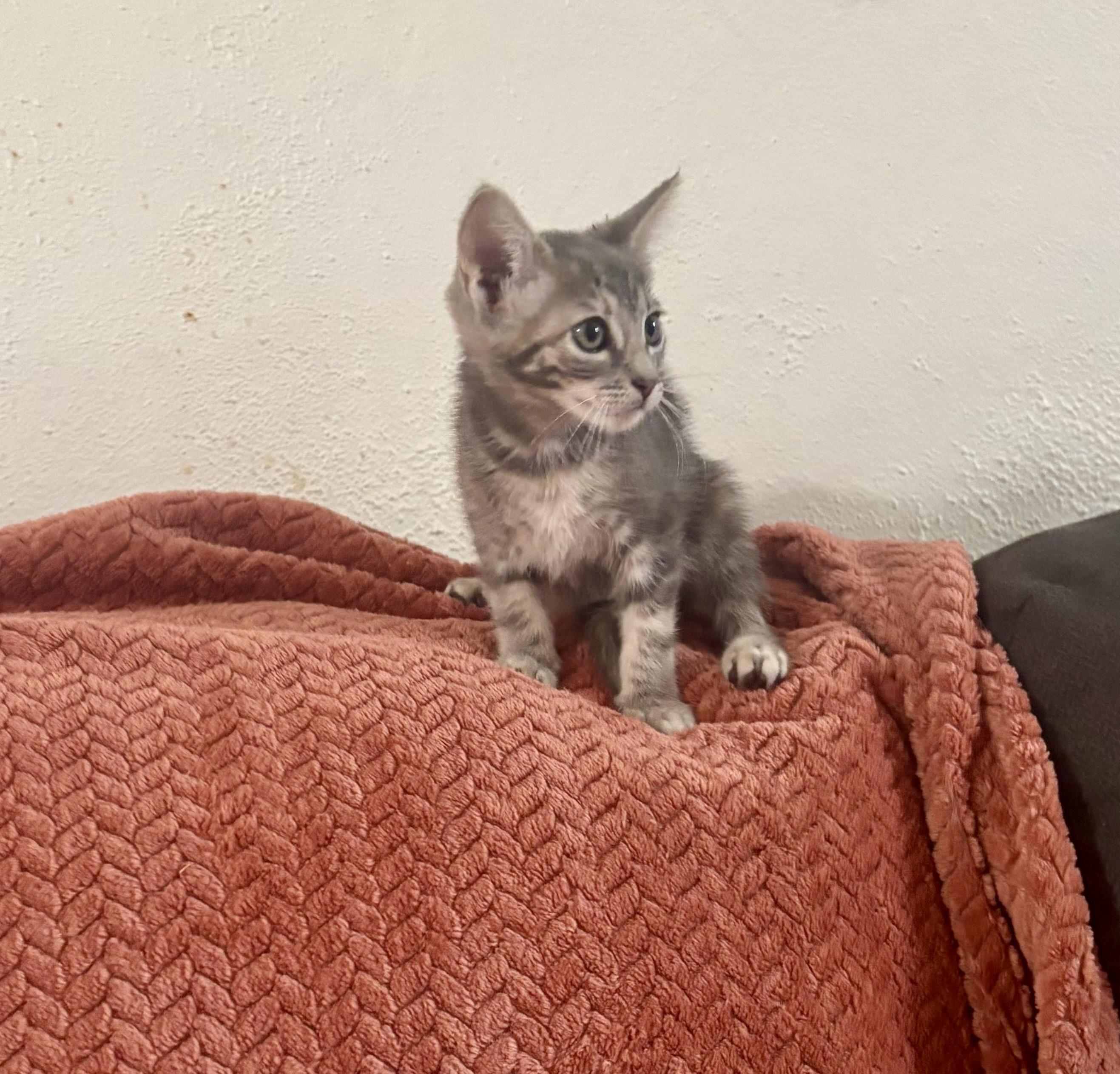Enlarge Dee, an adopted Domestic Short Hair in Wildomar, CA image 2/5