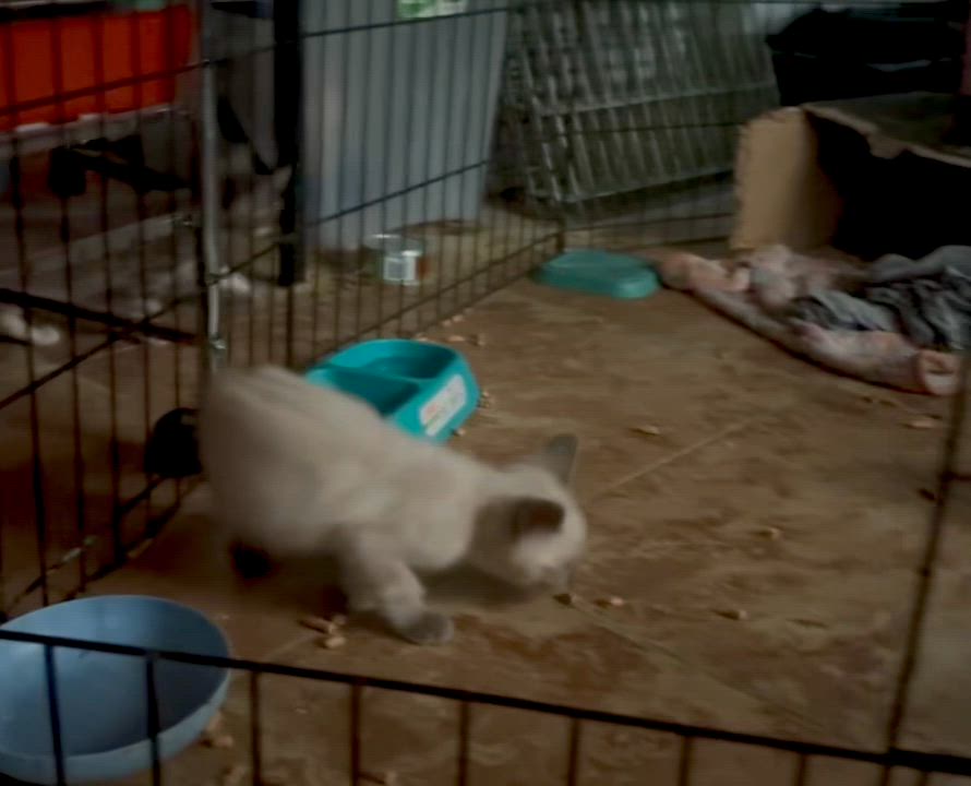 Enlarge Dee, an adopted Domestic Short Hair in Wildomar, CA video 5/5