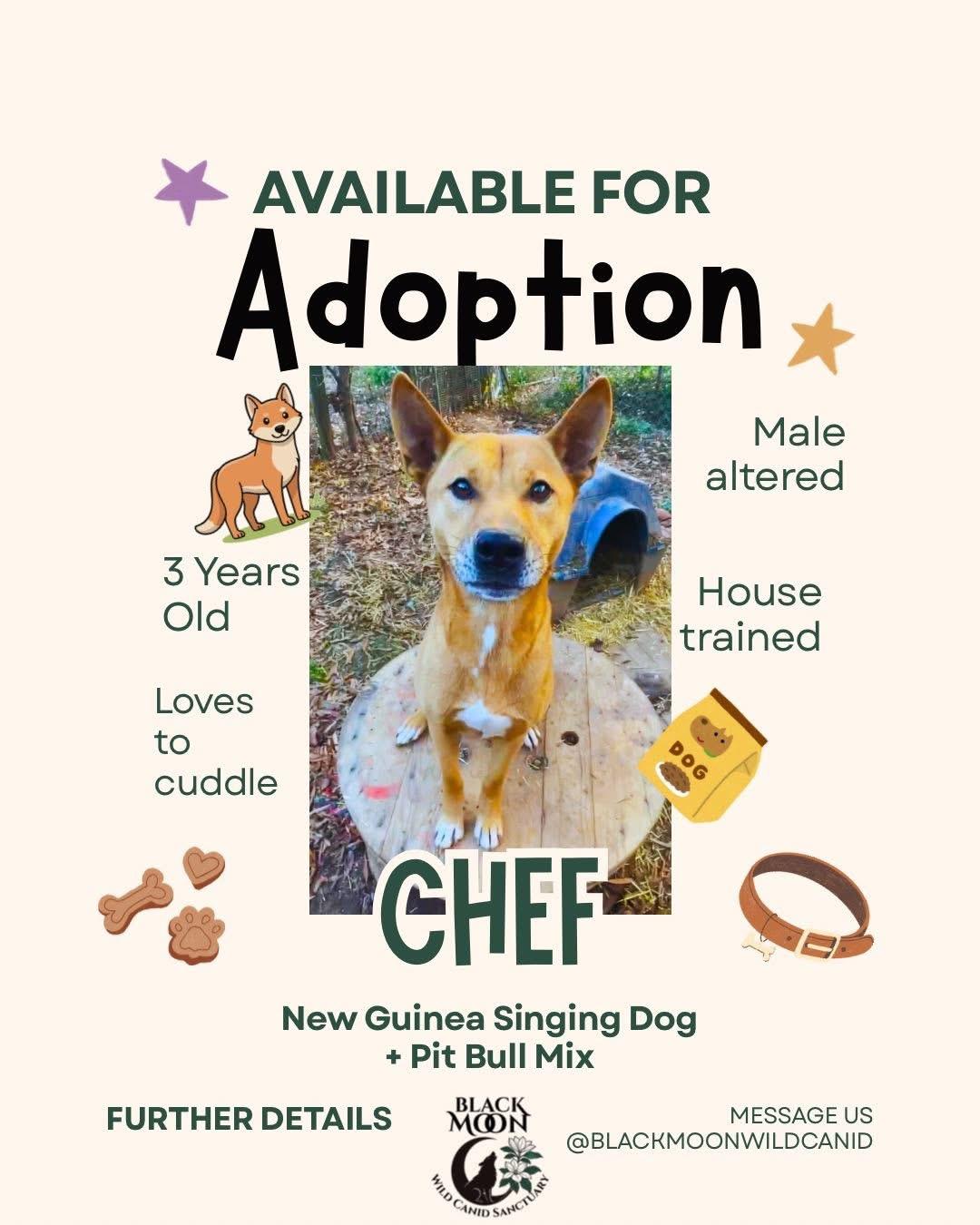 Enlarge Chef & Friends, a Adoptable mixed breed in Vernon, FL image 1/6