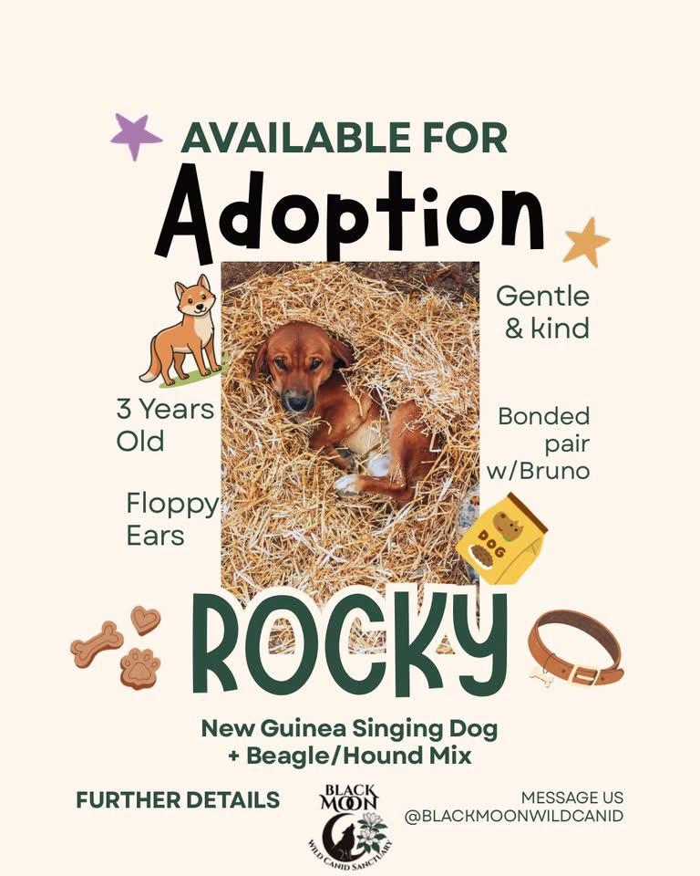 Enlarge Chef & Friends, a Adoptable mixed breed in Vernon, FL image 2/6