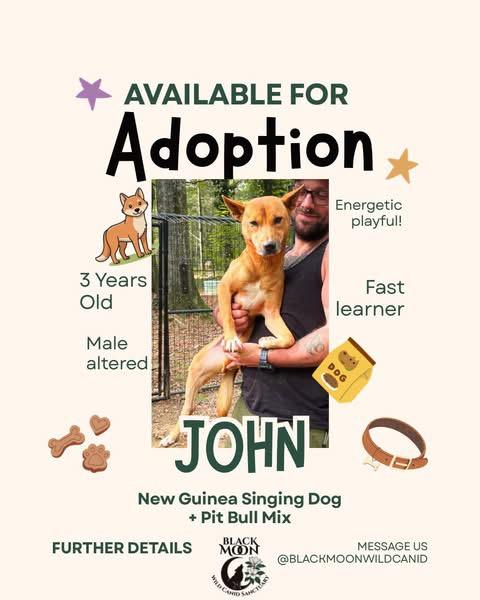 Enlarge Chef & Friends, a Adoptable mixed breed in Vernon, FL image 5/6