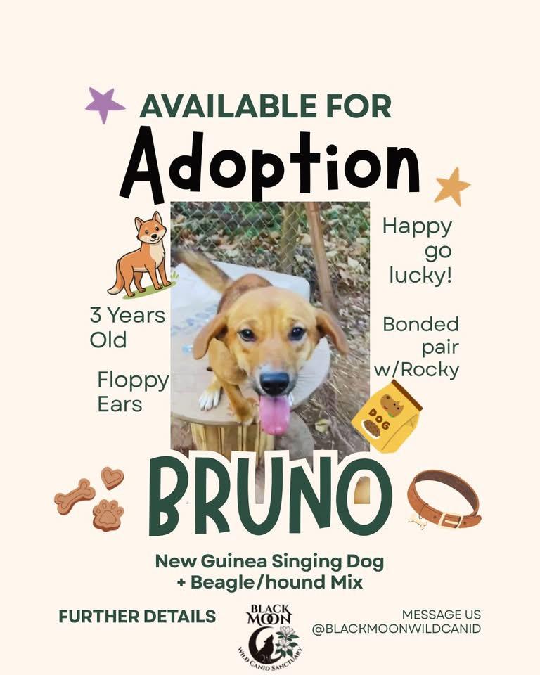 Enlarge Chef & Friends, a Adoptable mixed breed in Vernon, FL image 3/6