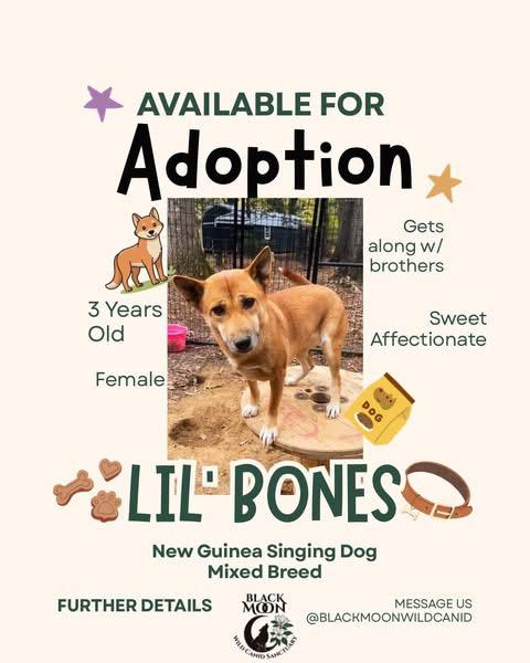 Enlarge Chef & Friends, a Adoptable mixed breed in Vernon, FL image 4/6