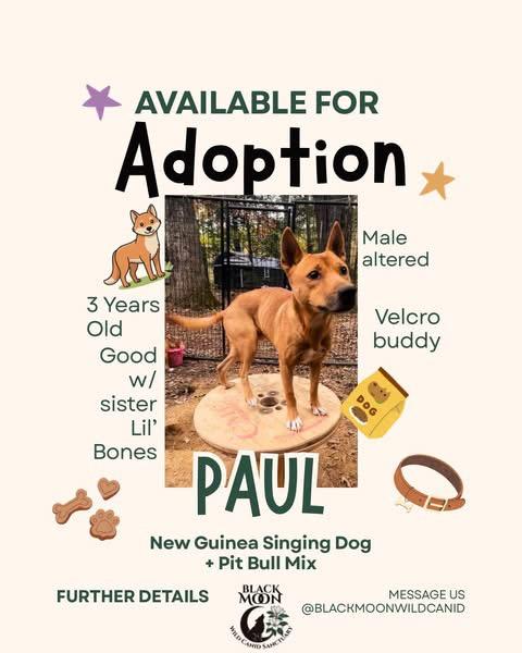 Enlarge Chef & Friends, a Adoptable mixed breed in Vernon, FL image 6/6