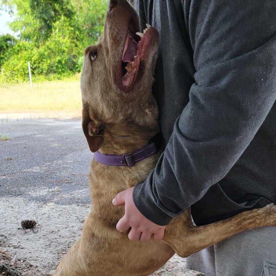 Oakley, Adoptable, Adult Male Dutch Shepherd & Cattle Dog.