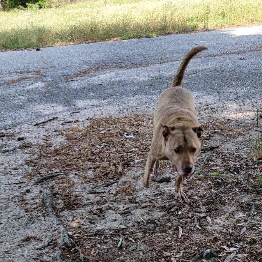 Enlarge Oakley, a Adoptable mixed breed in Eufaula, AL image 2/2