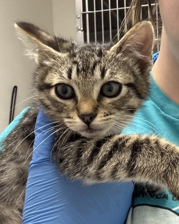 Acorn, Adoptable, Kitten Female Domestic Short Hair.