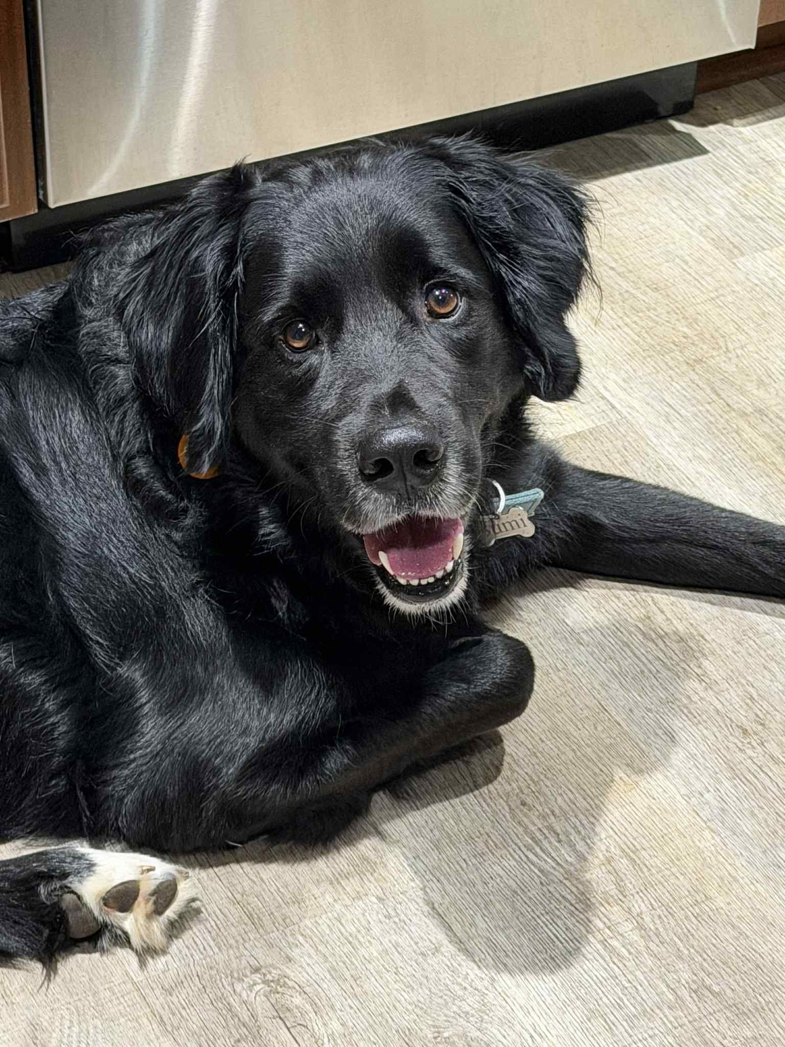 Enlarge Bumi - ADOPTED!!!, a Adoptable mixed breed in Arlington, VA image 1/3