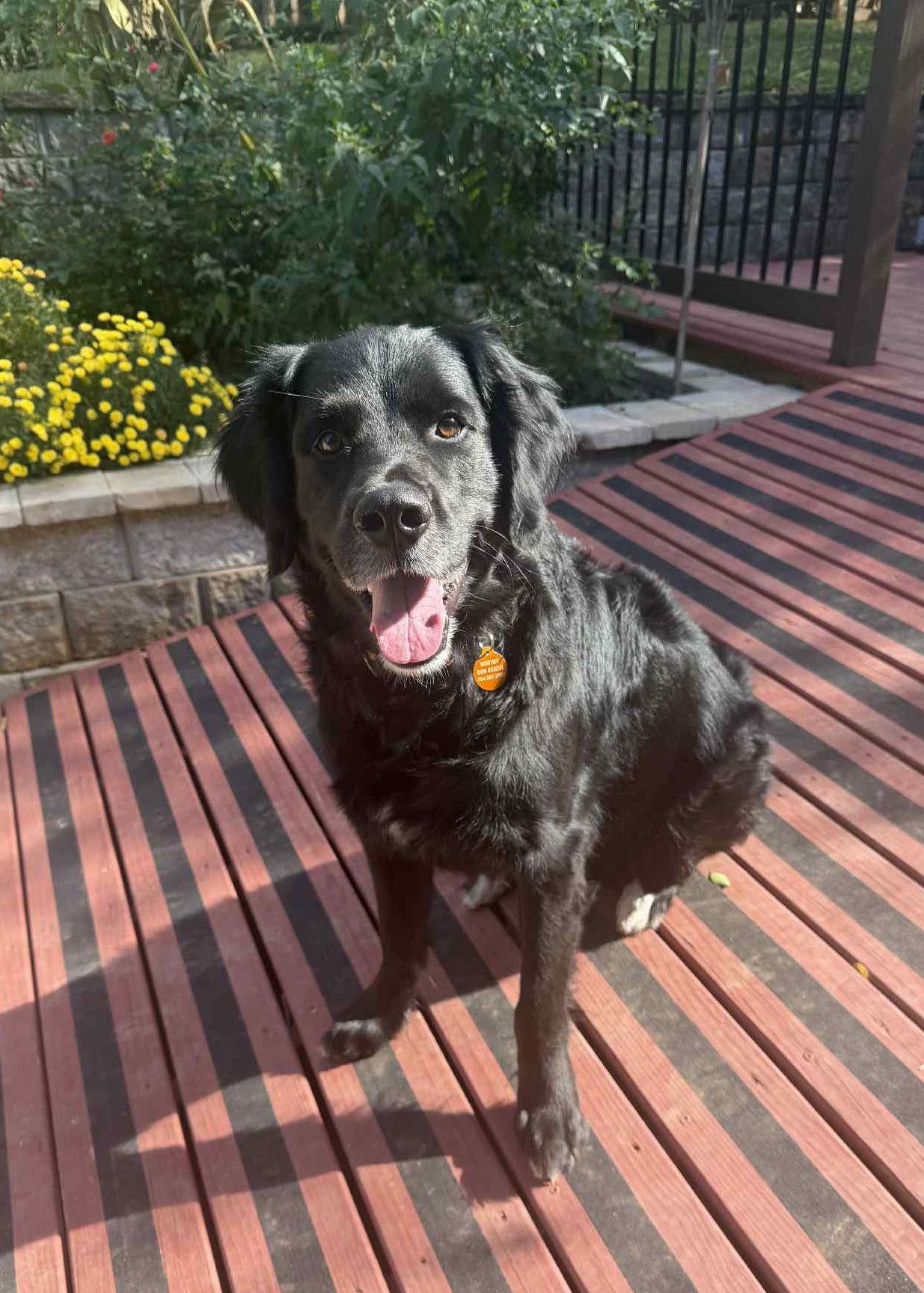 Bumi (foster to adopt), a Adoptable mixed breed in Arlington, VA image 2/3