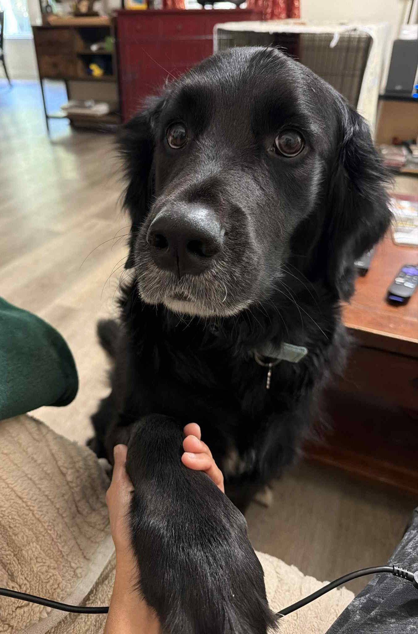 Bumi (foster to adopt), a Adoptable mixed breed in Arlington, VA image 3/3