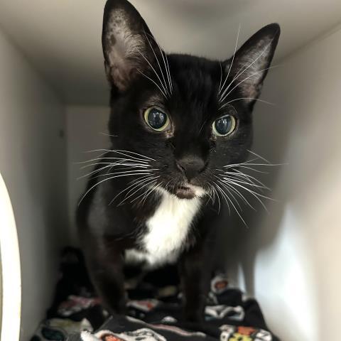 Tita, adopted, Adult Female Tuxedo.
