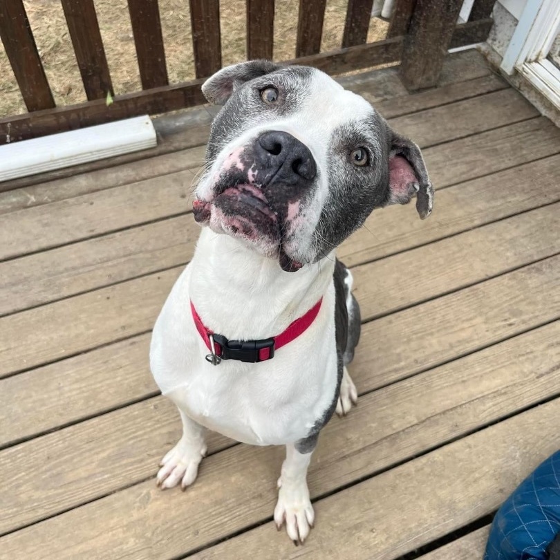 Auggie, a Adoptable Pit Bull Terrier in Indianapolis, IN image 3/6