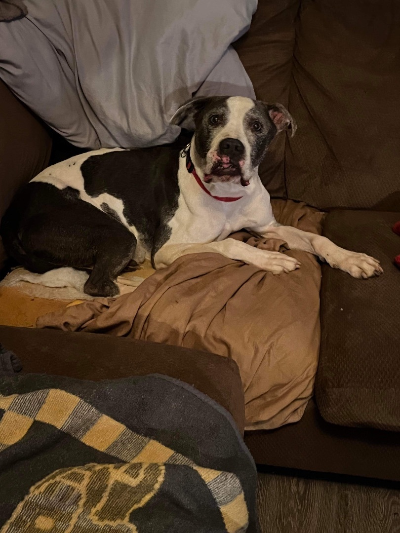 Auggie, a Adoptable Pit Bull Terrier in Indianapolis, IN image 4/6