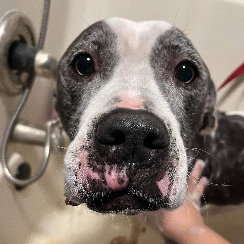 Auggie, a Adoptable Pit Bull Terrier in Indianapolis, IN image 5/6