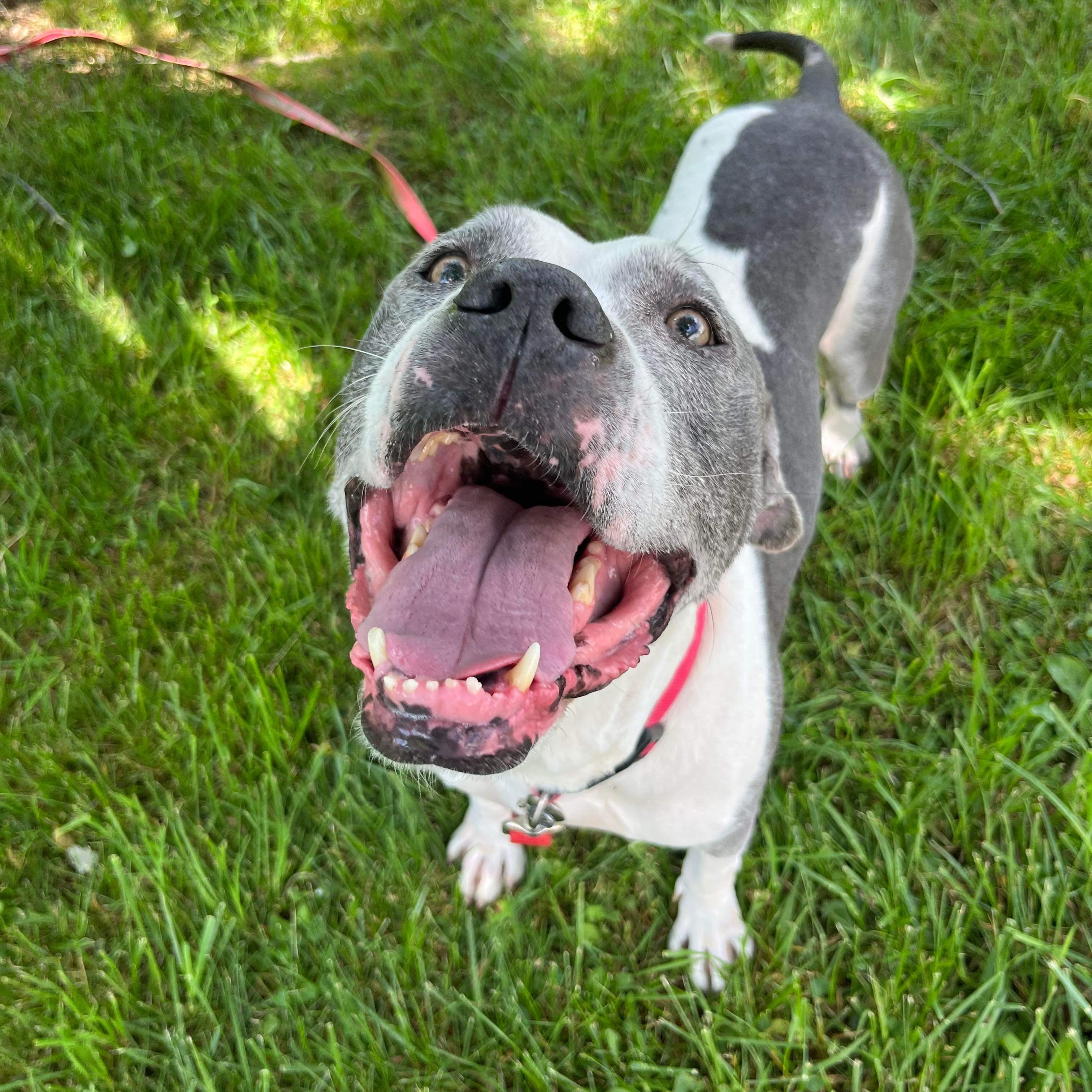Auggie, a Adoptable Pit Bull Terrier in Indianapolis, IN image 2/6