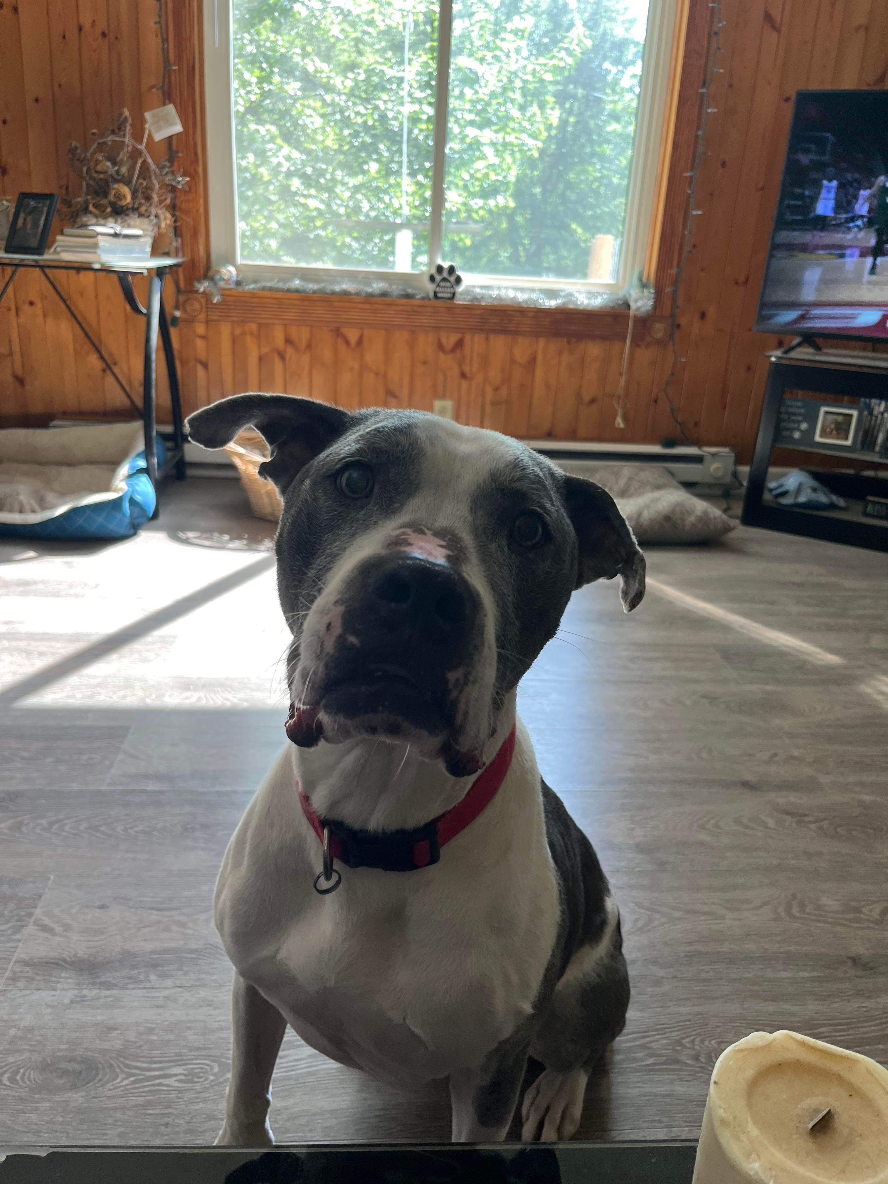 Auggie, a Adoptable Pit Bull Terrier in Indianapolis, IN image 6/6