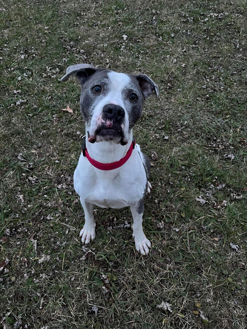 Auggie, Adoptable, Senior Male Pit Bull Terrier.