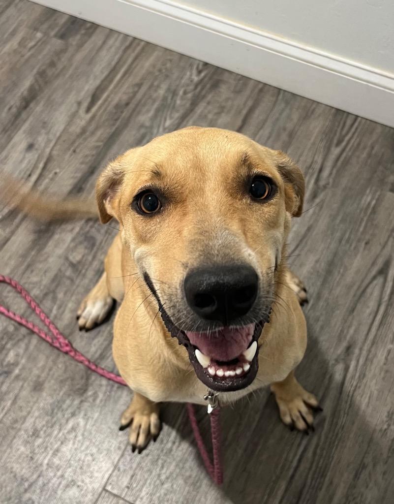 Keke ( Cell Dog), Adoptable, Young Female Mountain Cur & Mixed Breed.