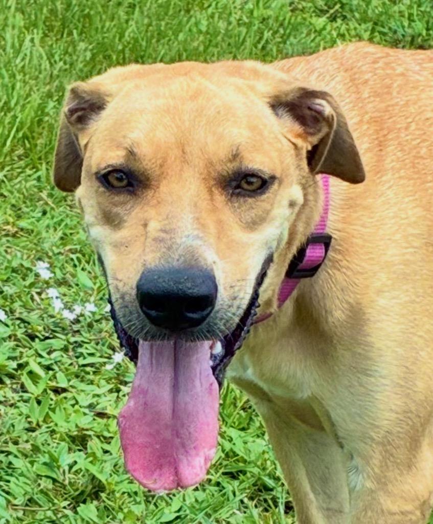 Enlarge Keke ( Cell Dog), a Adoptable mixed breed in Labelle, FL image 2/5