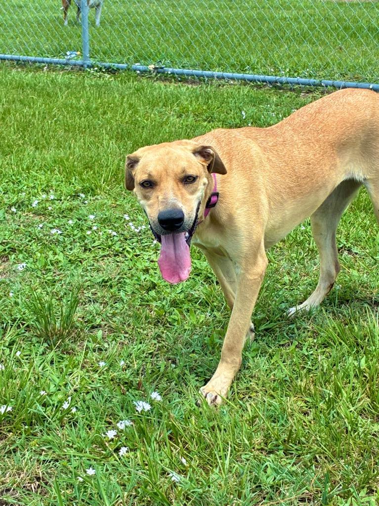 Enlarge Keke ( Cell Dog), a Adoptable mixed breed in Labelle, FL image 3/5