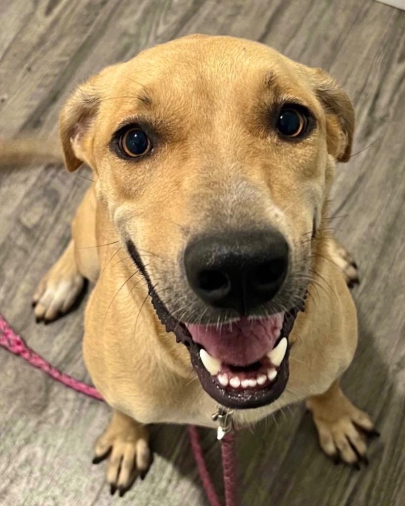 Enlarge Keke ( Cell Dog), a Adoptable mixed breed in Labelle, FL image 4/5