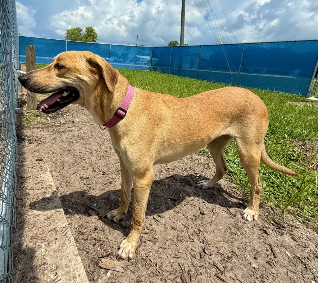 Enlarge Keke ( Cell Dog), a Adoptable mixed breed in Labelle, FL image 5/5