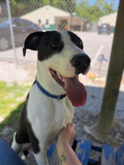 Brucey, ADOPTABLE, Adult Male Mixed Breed.