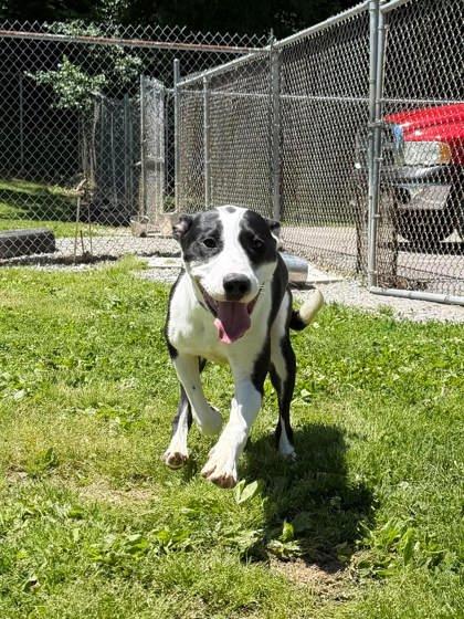 Enlarge Brucey, a ADOPTABLE Mixed Breed in Leitchfield, KY image 2/3