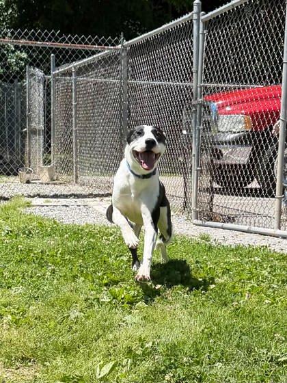 Enlarge Brucey, a ADOPTABLE Mixed Breed in Leitchfield, KY image 3/3