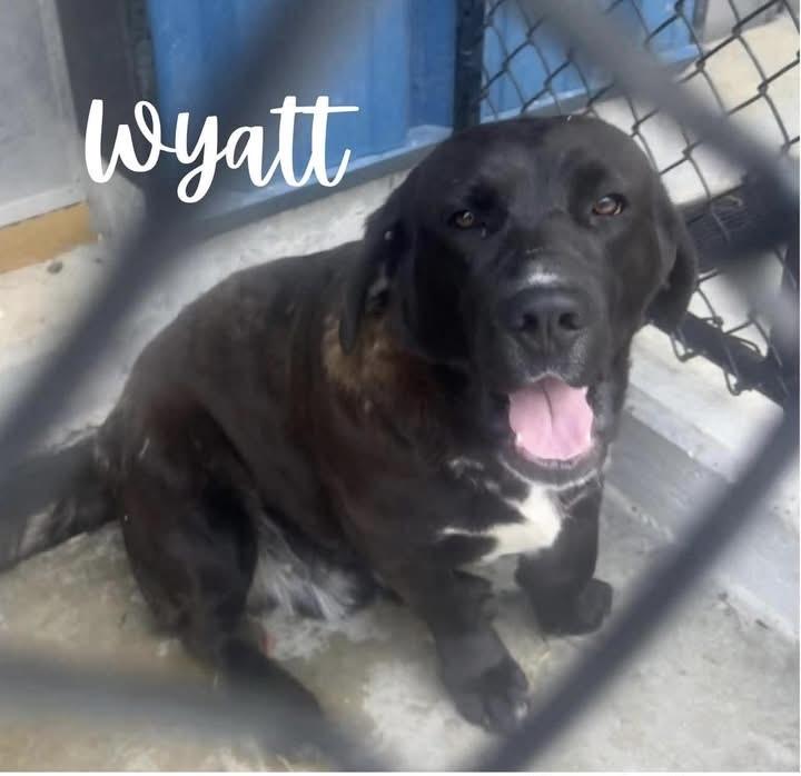 Enlarge Wyatt, a ADOPTABLE mixed breed in Louisville, KY image 1/2