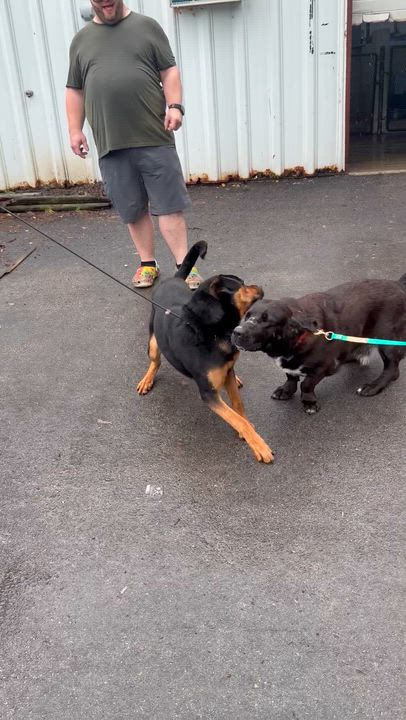Enlarge Wyatt, a ADOPTABLE mixed breed in Louisville, KY video 2/2
