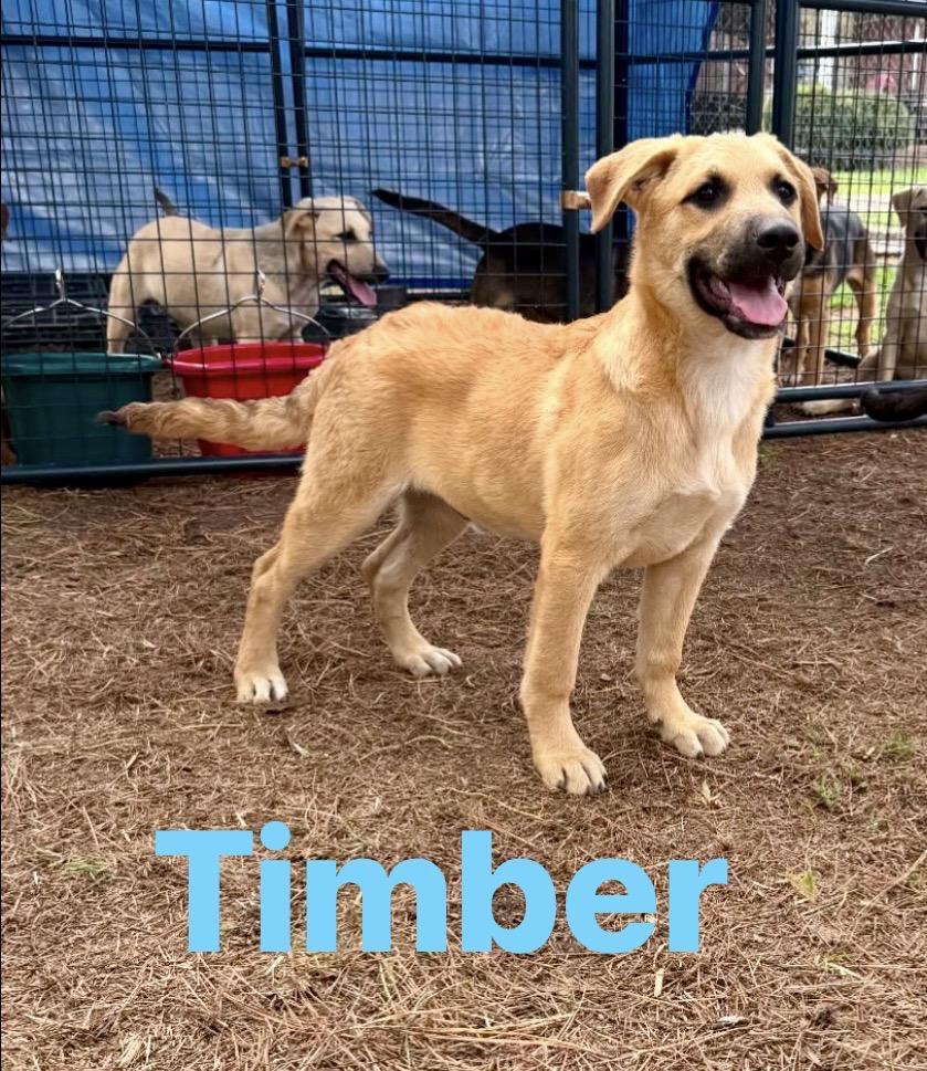 Enlarge Timber, a Adoptable mixed breed in Pembroke, MA image 1/1