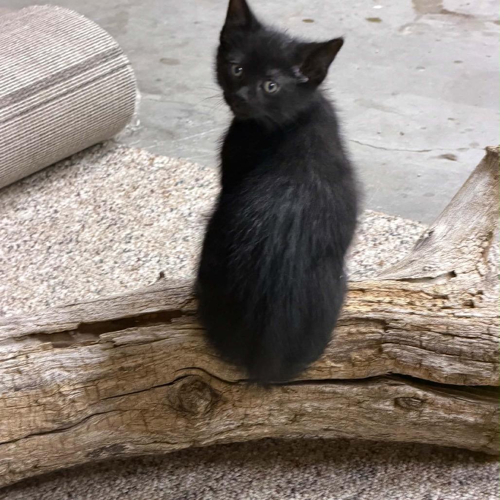Butch Cassidy, a ADOPTABLE Domestic Short Hair in Clinton, IL image 4/4