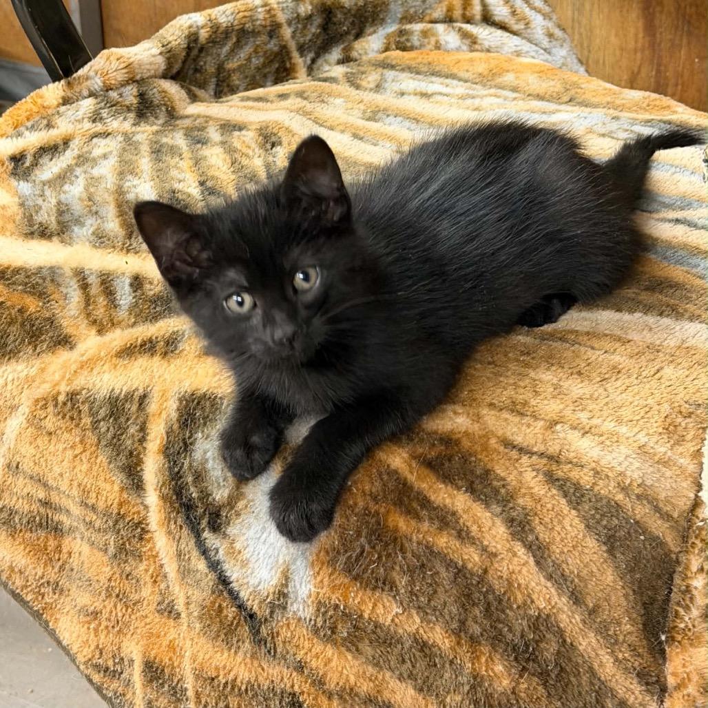 Butch Cassidy, a ADOPTABLE Domestic Short Hair in Clinton, IL image 1/4