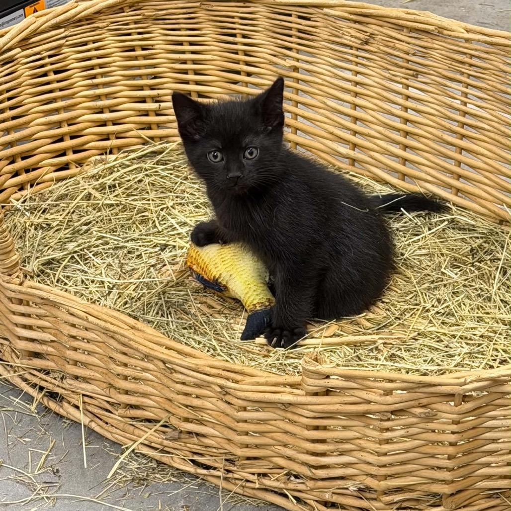 Butch Cassidy, a ADOPTABLE Domestic Short Hair in Clinton, IL image 2/4