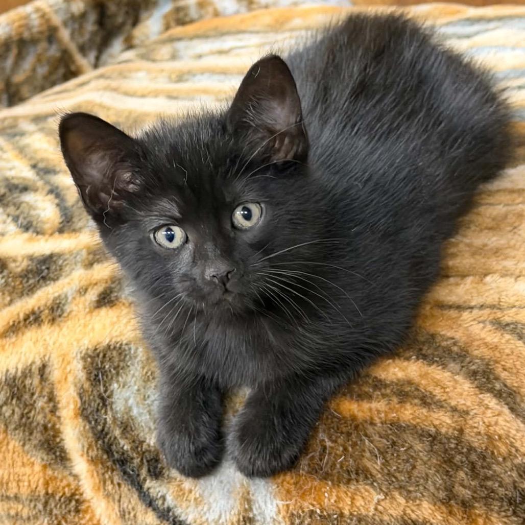 Butch Cassidy, a ADOPTABLE Domestic Short Hair in Clinton, IL image 3/4