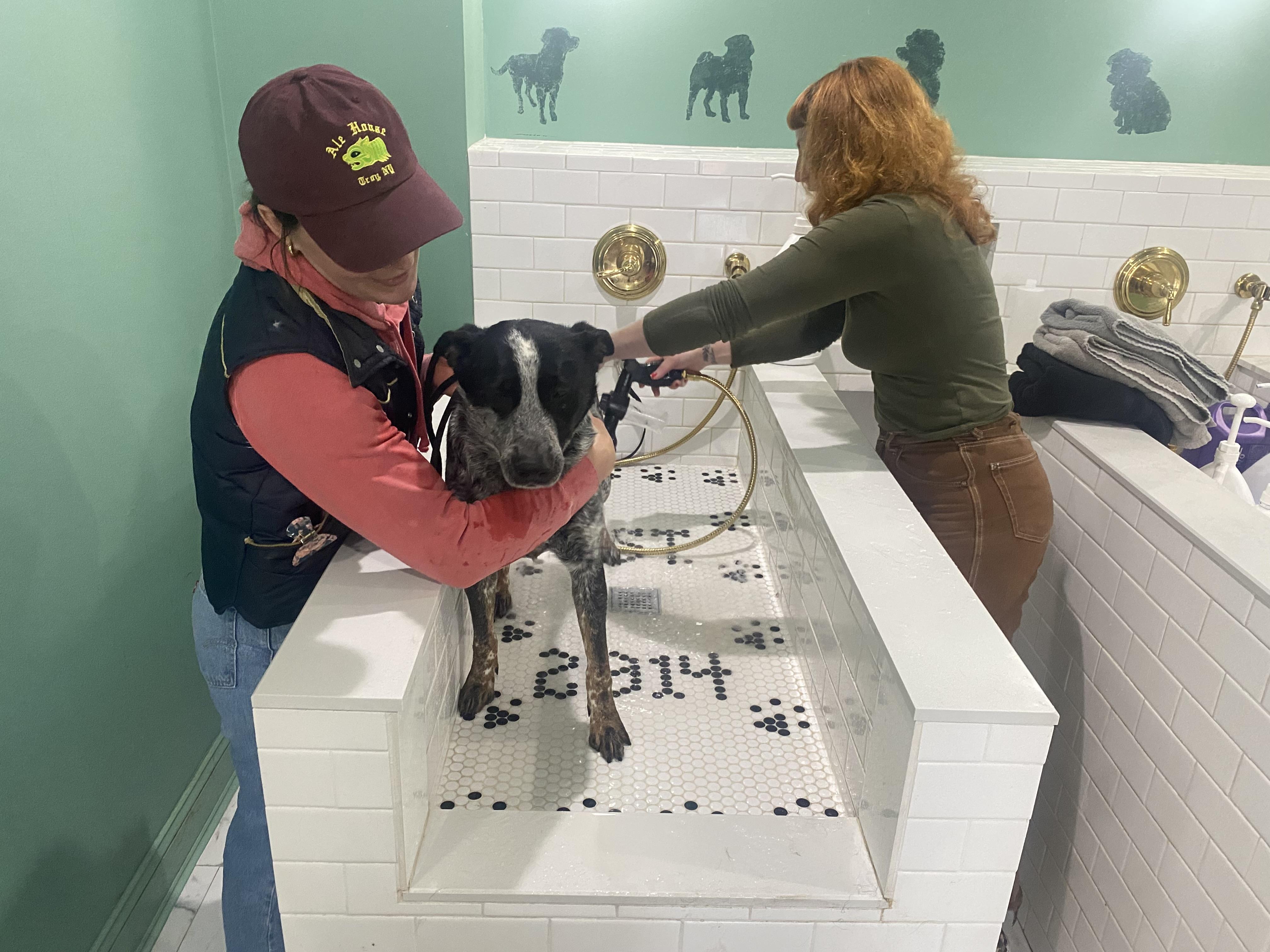 Hardy, a Adoptable mixed breed in Albany, NY image 4/4