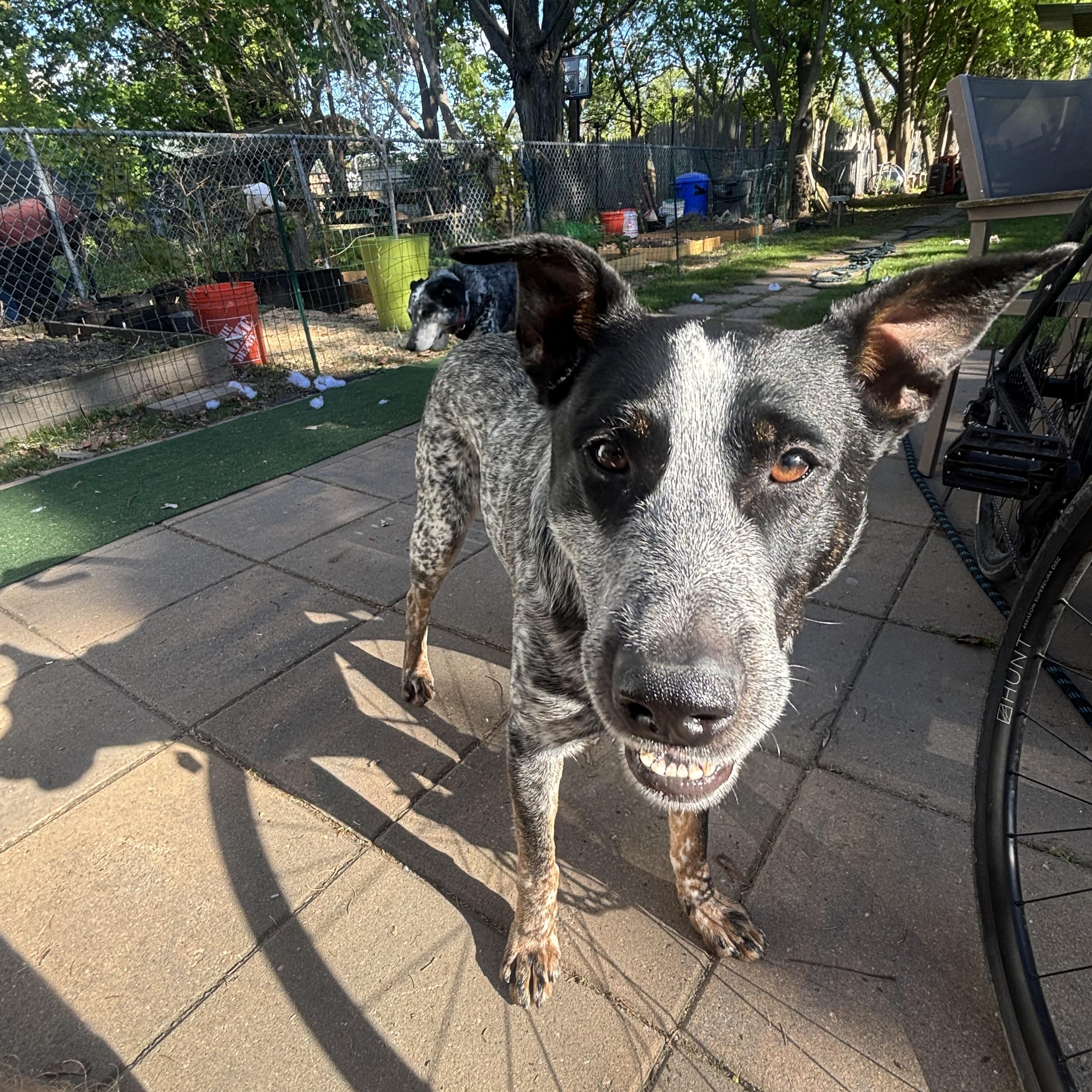 Hardy, a Adoptable mixed breed in Albany, NY image 3/4