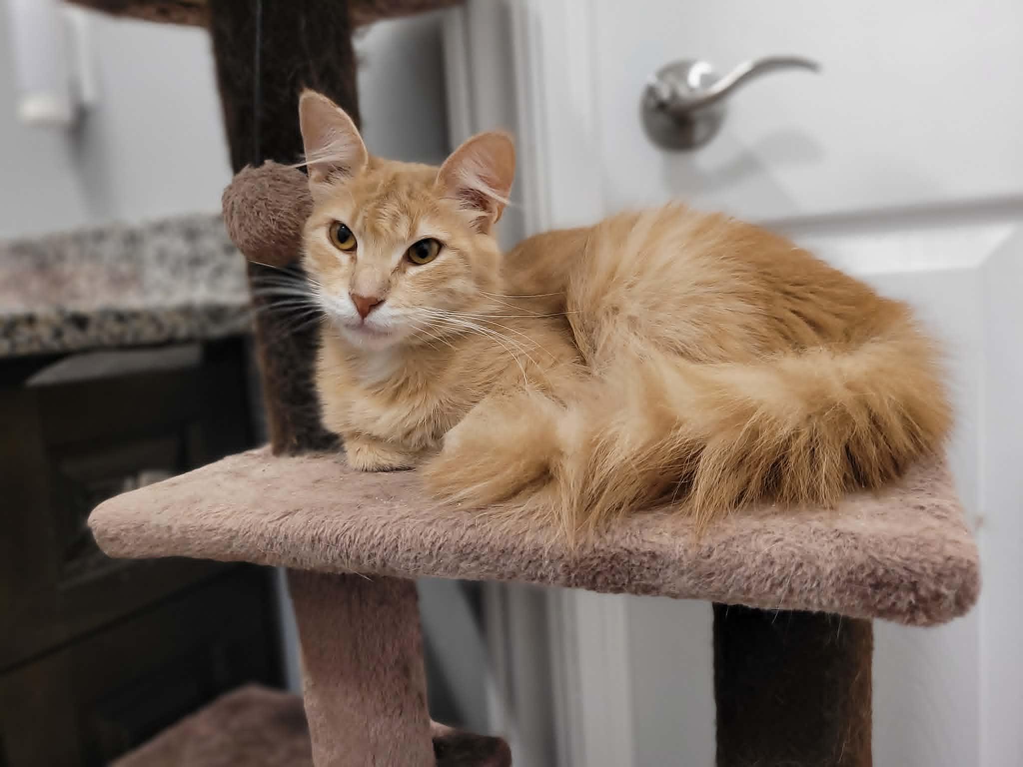 Enlarge Melanie, a ADOPTABLE Domestic Long Hair in Shakespeare, ON image 2/2